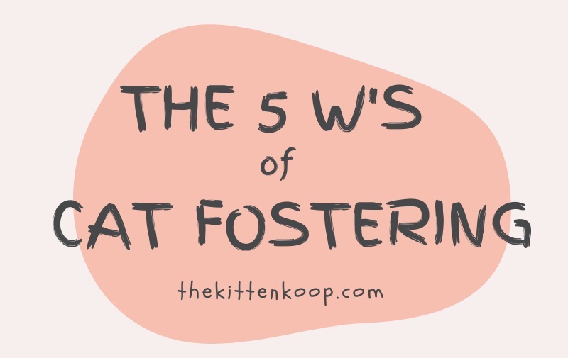 The 5 W’s of Cat Fostering
