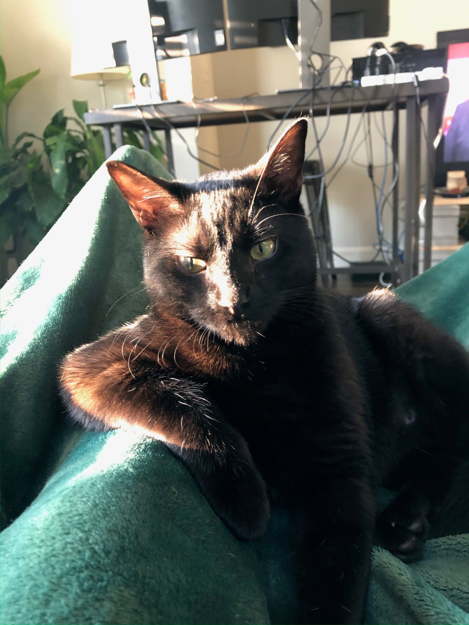 FIP: Signs, Options, and Support – The Kitten Koop