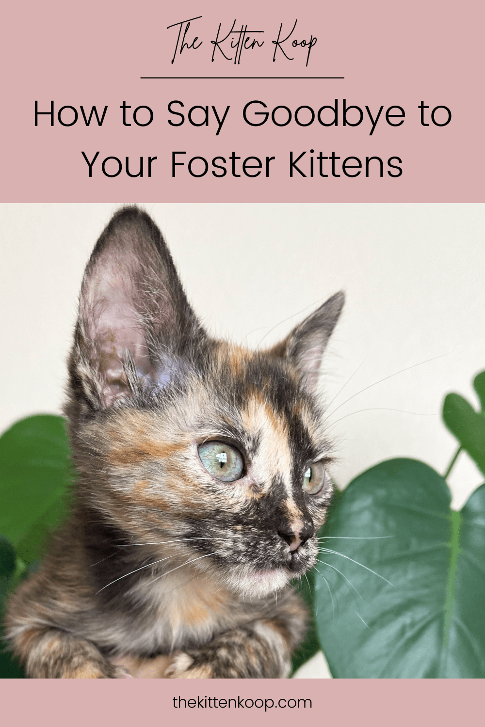 How to Say Goodbye to Your Foster Kittens