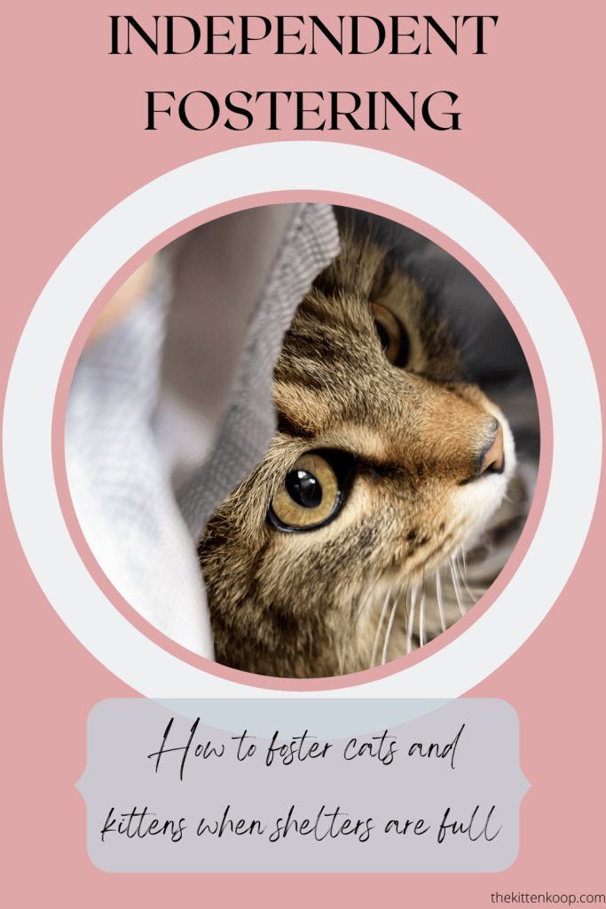 How to Foster Cats and Kittens Independently – The Kitten Koop