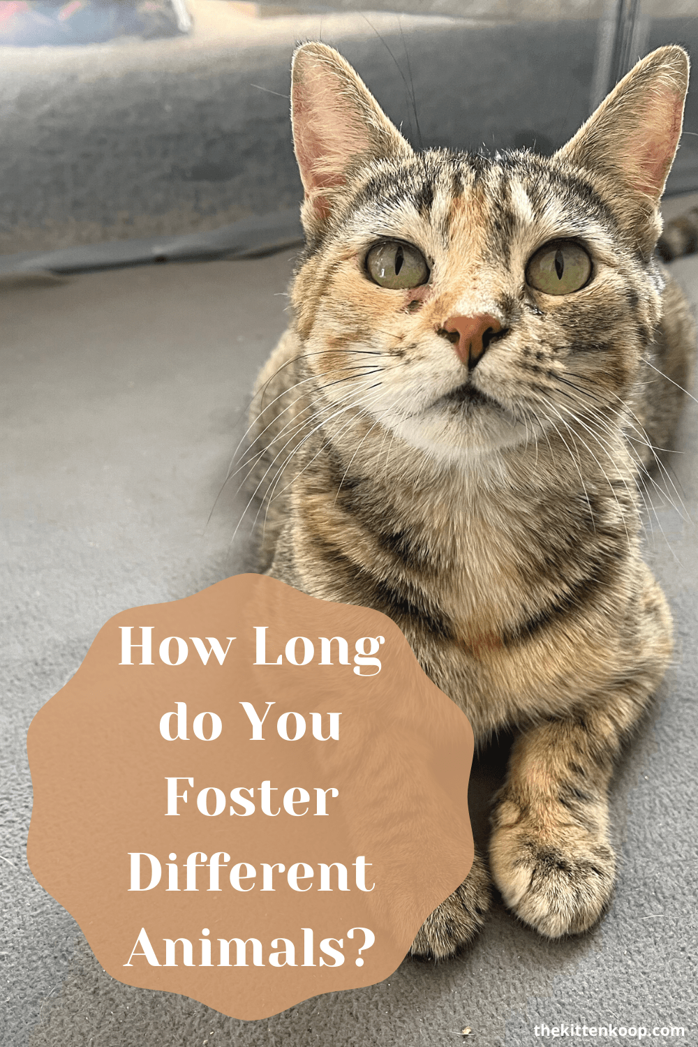 How Long Do You Foster Cats, Kittens, and Other Animals?