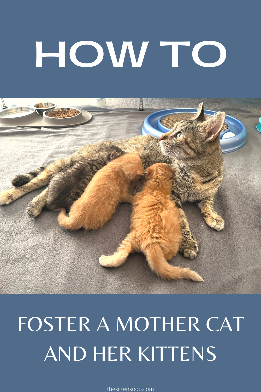 How to Foster Mother Cats and Their Kittens – The Kitten Koop