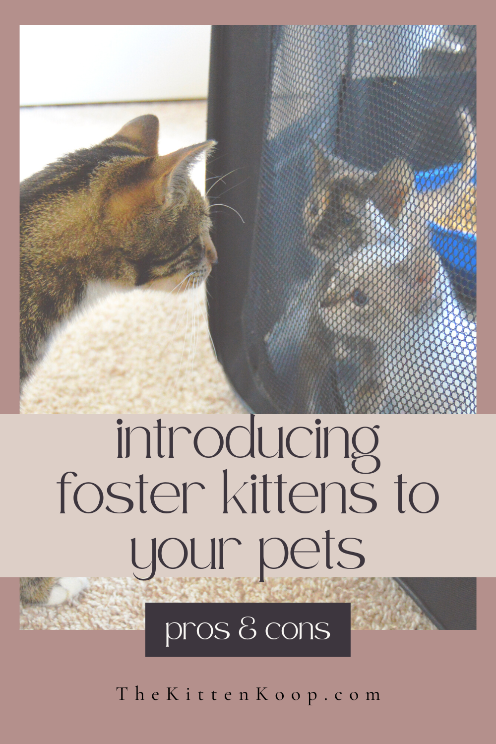 Introducing Foster Kittens to Your Pets: Pros and Cons – The Kitten Koop
